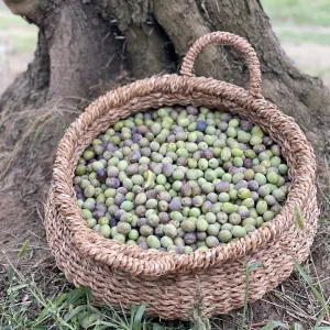 Zeytin 7